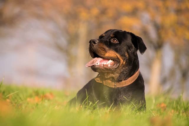 Rottweiler puppies for sale