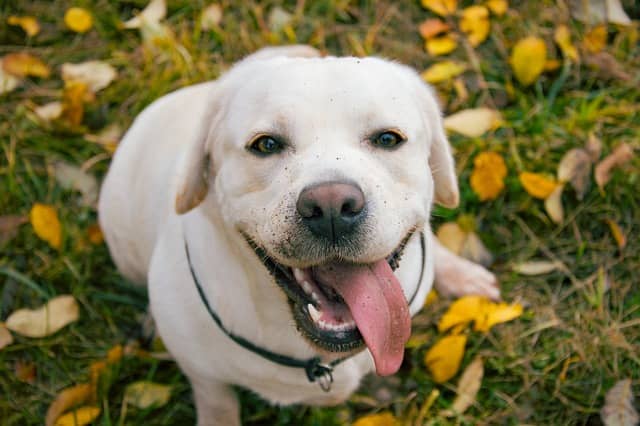 Labrador Retriever for sale