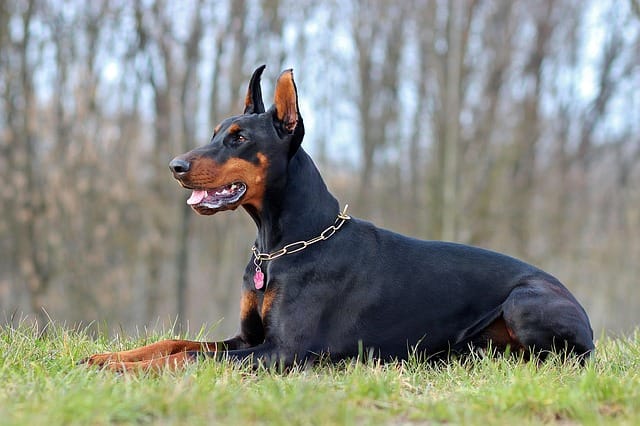Doberman for sale