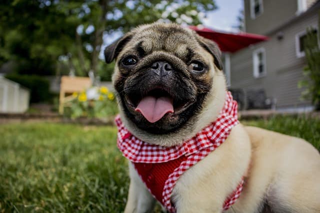 Pugs for sale