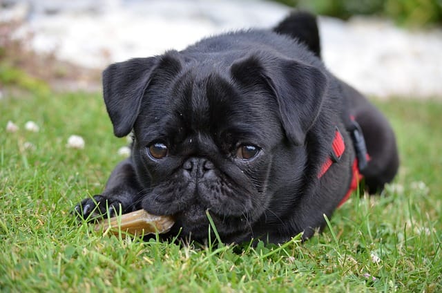 Pugs for sale