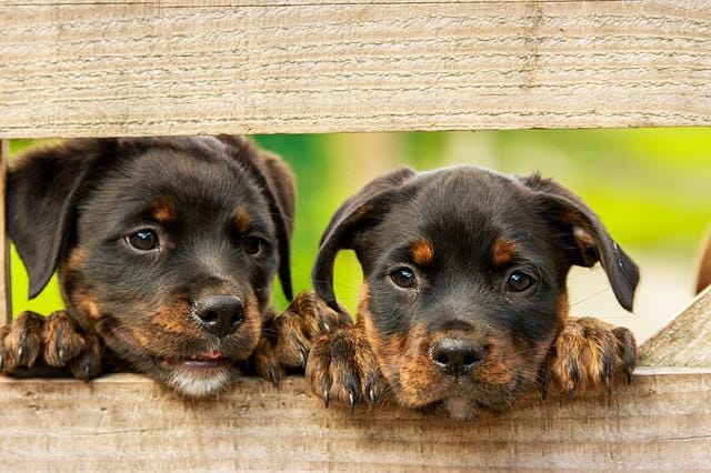 Rottweiler puppies for sale