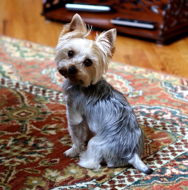 Yorkie for sale