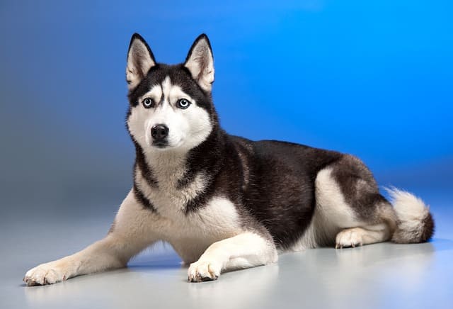 29 things you need to know about huskies
