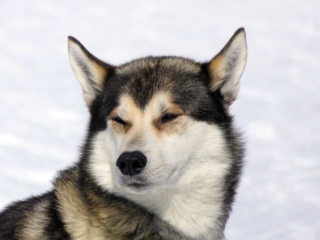 husky