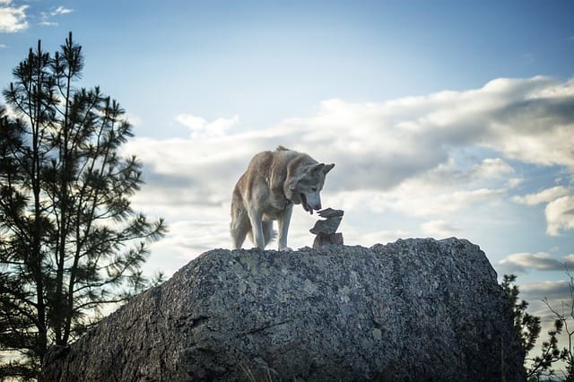 about huskies