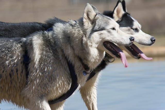 husky