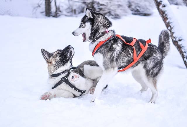 husky