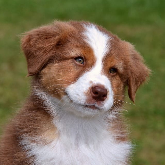Are Australian shepherds good with children?