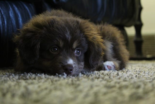 Are Australian Shepherds OK alone?