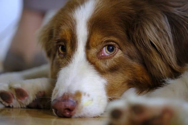 Are Australian Shepherds OK alone?