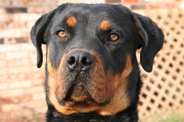 How do you control an angry Rottweiler?