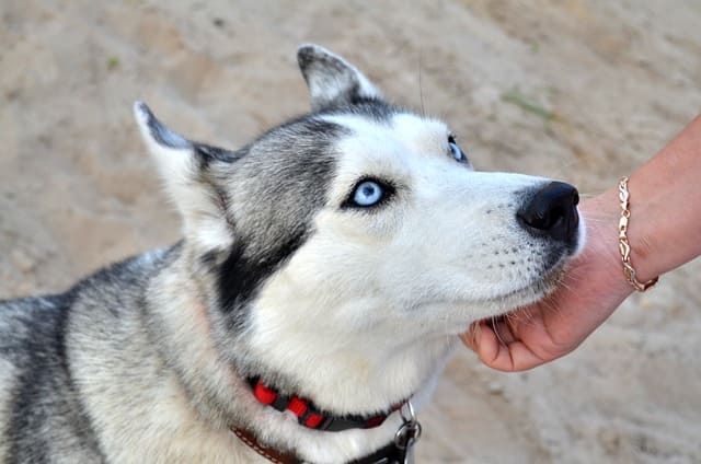 Are Siberian Huskies good with children?