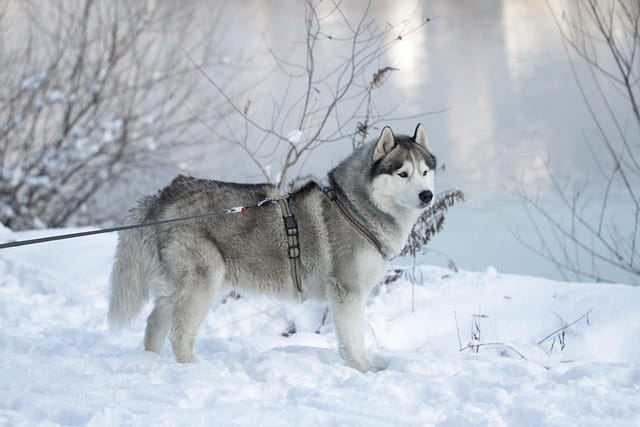 Are huskies good with babies?