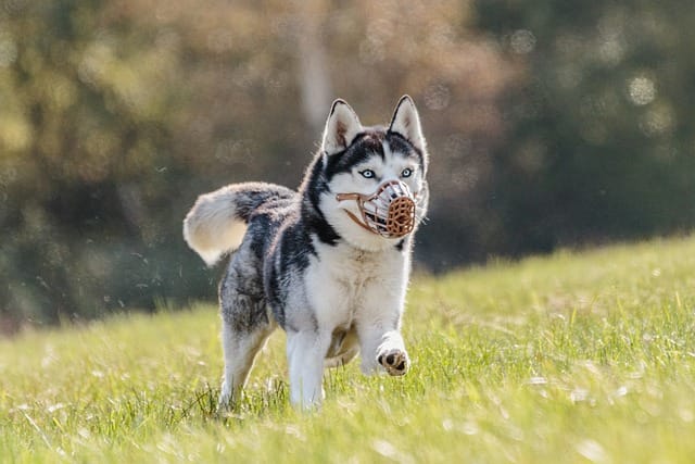 husky