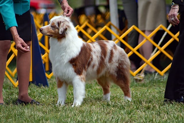Is Australian Shepherd a good family dog?