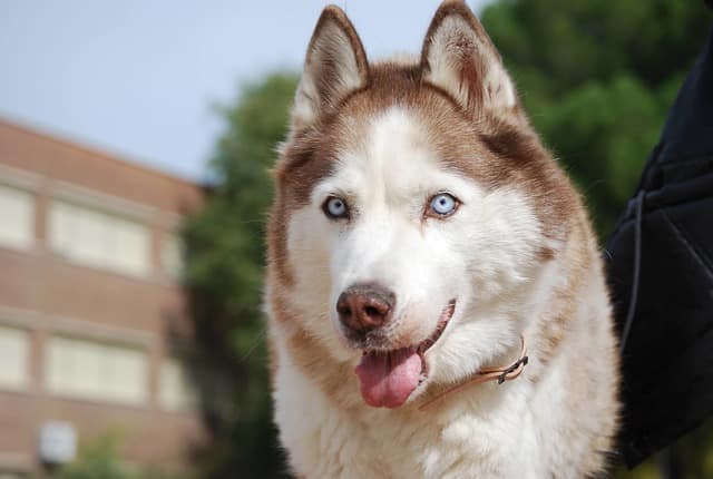 husky
