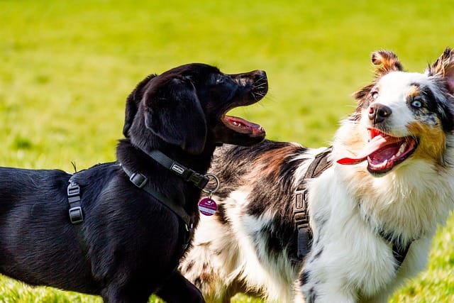 Are Australian Shepherds aggressive to dogs?