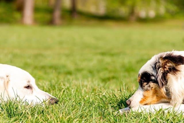Are Australian Shepherds aggressive to dogs?