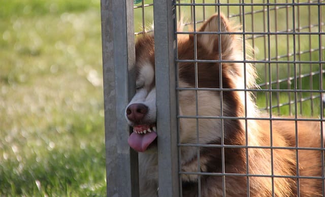 Do huskies stop biting?
