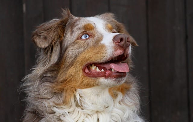 Do Australian Shepherds bark a lot?