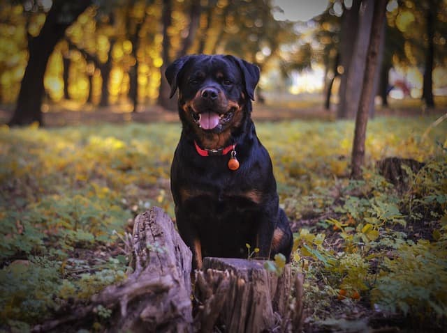 Why are Rottweilers not for first-time owners?
