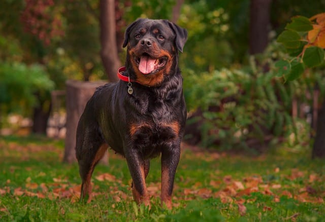 Can Rottweilers be left alone?