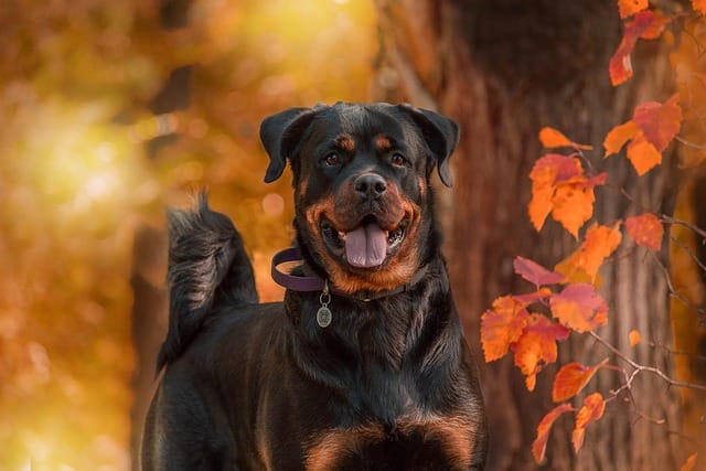 Can Rottweilers be left alone?