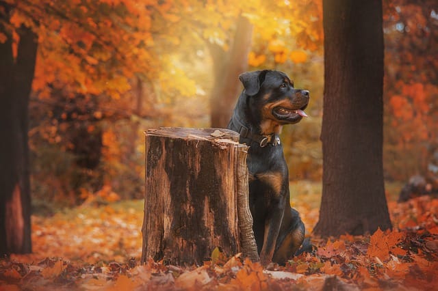Rottweiler