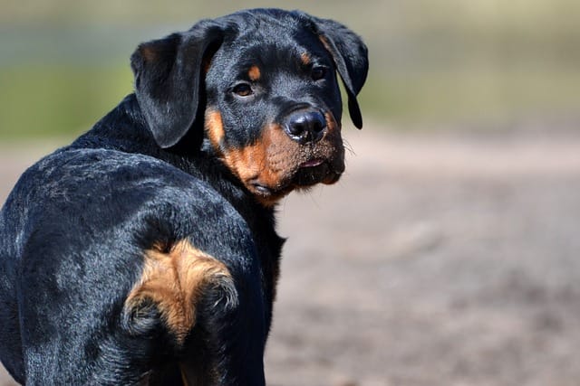 Are Rottweilers safe with children?
