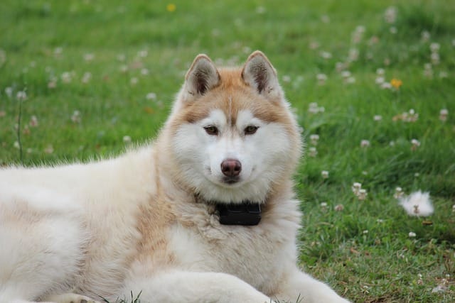 Are huskies good with babies?
