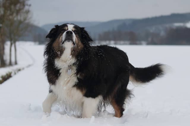 Is Australian Shepherd a good family dog?