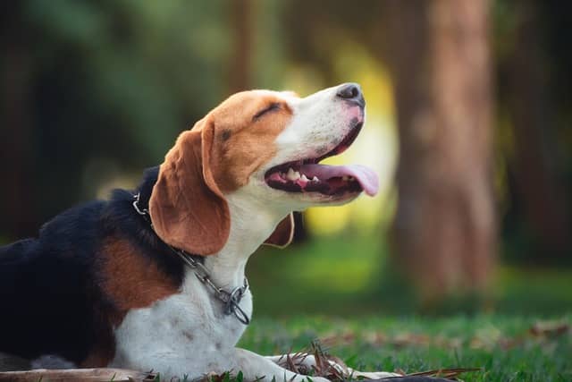 What problems do beagles have?