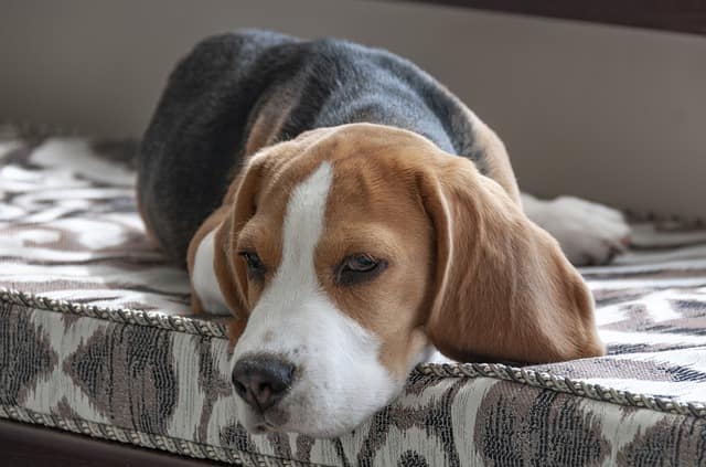 What problems do beagles have?