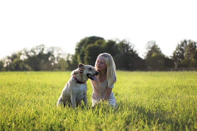 Is a Labrador a good family dog