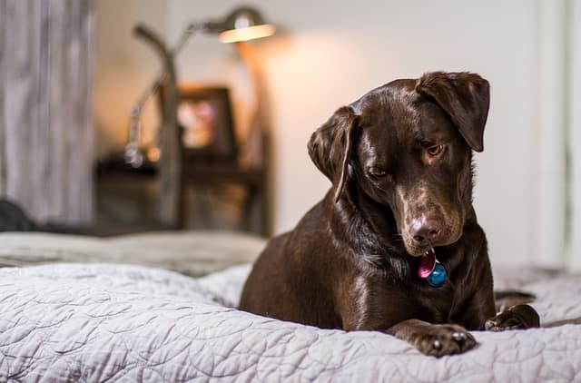 Is Labrador high maintenance?