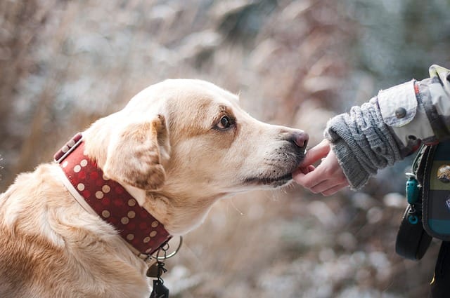 Is a Labrador a good family dog