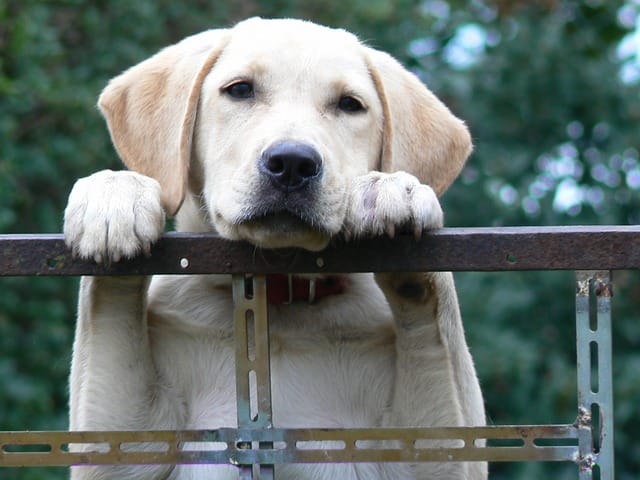 Can you keep a Labrador in a cage?