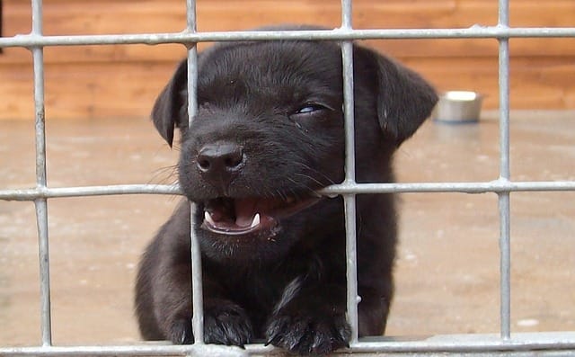 Can you keep a Labrador in a cage?