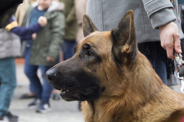 Is a German Shepherd a good family dog?