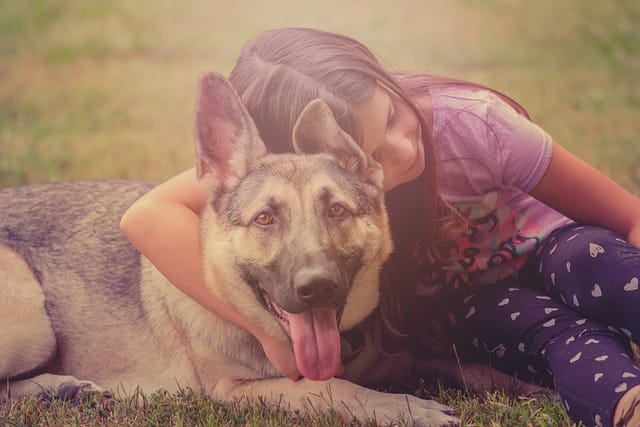 Is a German Shepherd a good family dog?