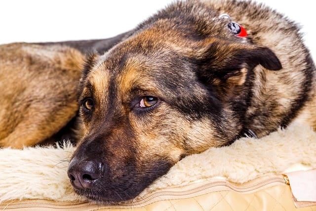 Can German Shepherds sense danger?