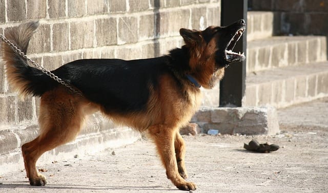 Can German Shepherds sense danger?