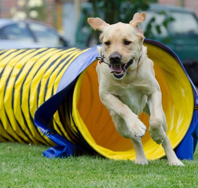 Are Labradors easy to train?