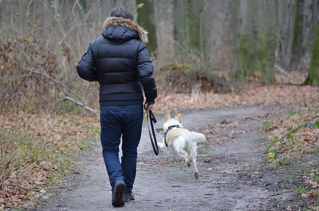 Do Labradors need a lot of walking?